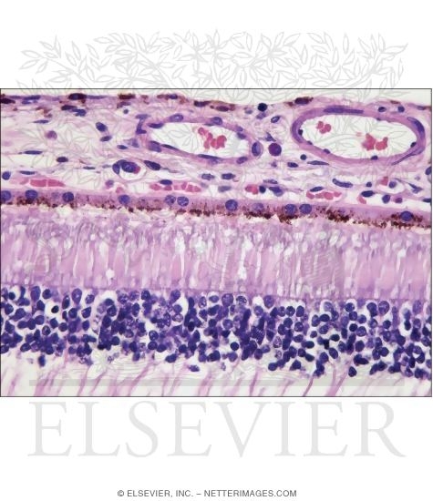 Light Micrograph of the Junction of the Choroid and the Outer ...