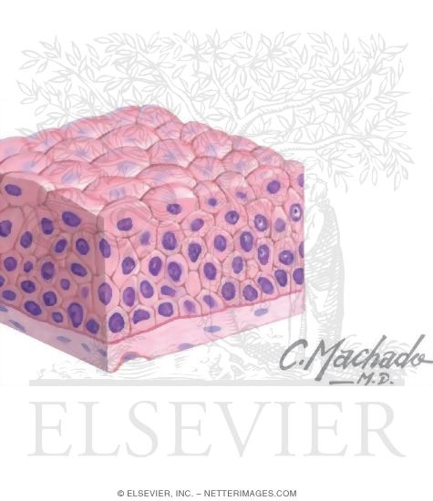 Transitional Epithelium