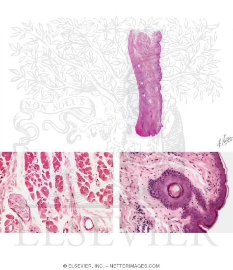 Watermarked preview of unlabeled image: Light Micrograph of the Eyelid In Transverse Section With Light Micrographs of Different Parts of the Eyelid