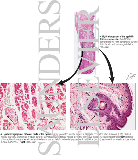 Light Micrograph of the Eyelid In Transverse Section With Light Micrographs of Different Parts of the Eyelid