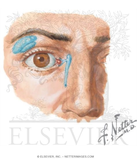 Watermarked preview of unlabeled image: Lacrimal Apparatus
