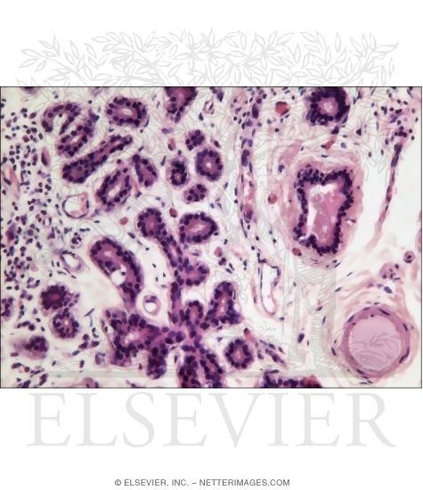 Watermarked preview of unlabeled image: Light Micrograph of Part of a Lacrimal Gland at High Magnification