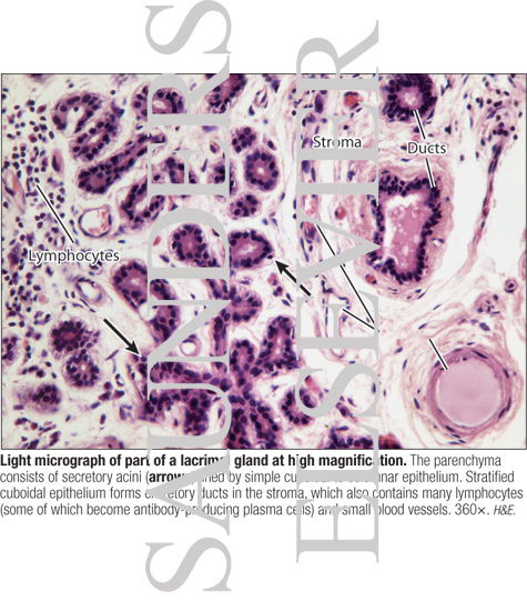 Watermarked preview of labeled image: Light Micrograph of Part of a Lacrimal Gland at High Magnification