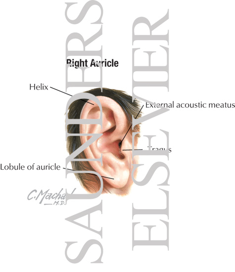 Right Auricle