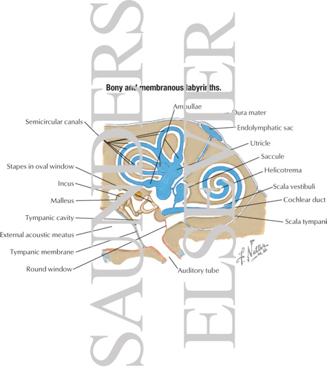 Bony and Membranous Labyrinths