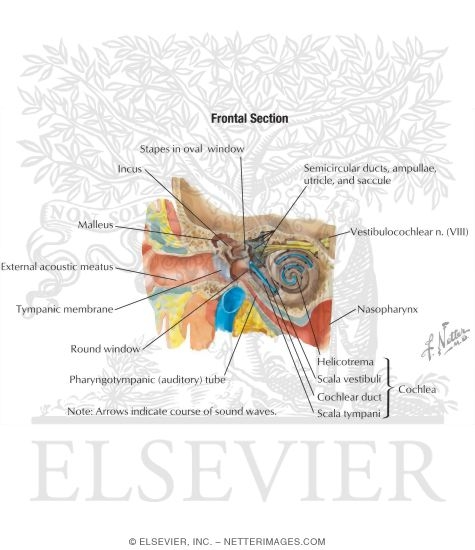 Watermarked preview of labeled image: Pathway of Sound Reception