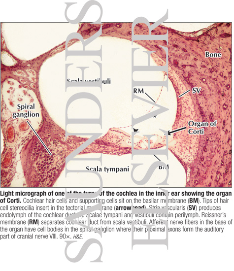 Light Micrograph of One of the Turns of the Cochlea In the Inner Ear Showing the Organ of Corti