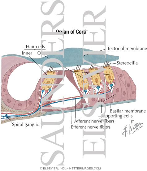 Watermarked preview of labeled image: Organ of Corti With Light Micrograph Showing the Organ of Corti at Low Magnification and Light Micrograph of the Organ of Corti at High Magnification