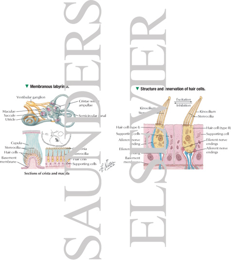 Watermarked preview of labeled image: Vestibular Receptors