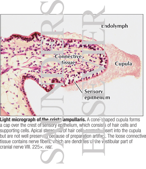 Light Micrograph of the Crista Ampullaris