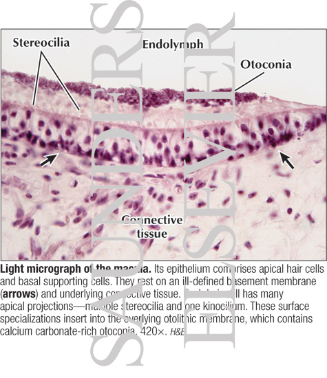 Light Micrograph of the Macula