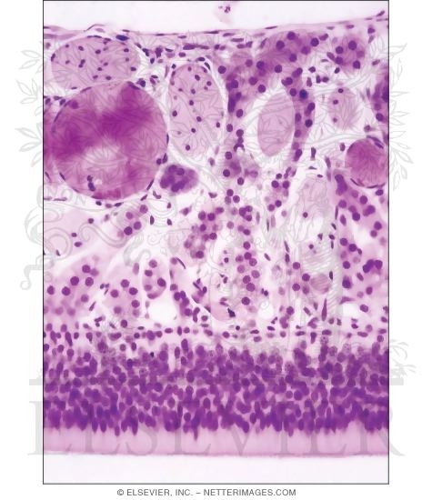 Watermarked preview of unlabeled image: Light Micrograph of the Olfactory Mucosa