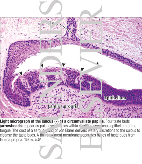 Light Micrograph of the Sulcus (*) of a Circumvallate Papilla