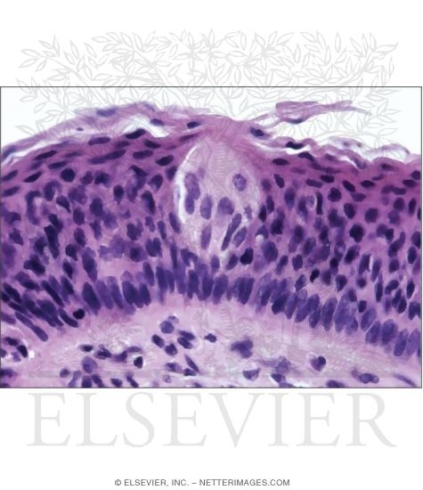 Light Micrograph of a Taste Bud In the Epithelium of the Oral Mucosa at High Magnification