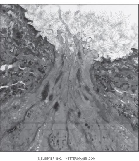 Electron Micrograph Showing Apical Microvilli of Taste and Supporting Cells of a Taste Bud