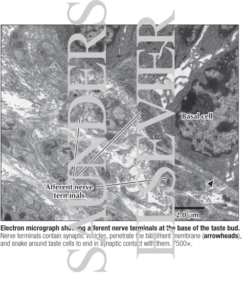 Watermarked preview of labeled image: Electron Micrograph Showing Afferent Nerve Terminals at the Base of the Taste Bud