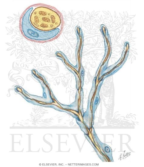 Electron Micrograph of a Free Intraepidermal Nerve Ending
