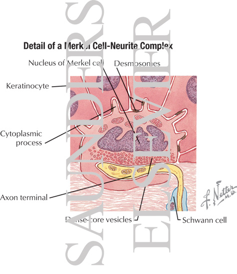 Watermarked preview of labeled image: Detail of a Merkel Cell-Neurite Complex