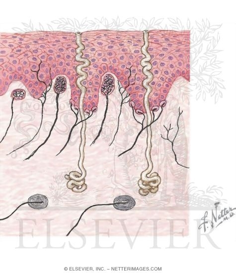 Thick (Glabrous) Skin With Light Micrograph of Meissner’s Corpuscle In Thick Skin