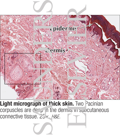 Light Micrograph of Thick Skin