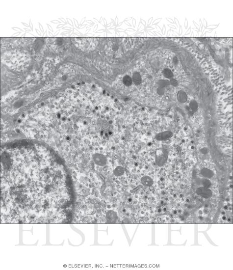 Electron Micrograph Showing a Synapse Between a Glomus Cell and a Nerve Terminal