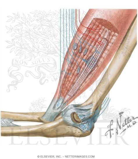 Watermarked preview of unlabeled image: Muscle and Joint Receptors With Light Micrograph of a Muscle Spindle In Longitudinal Section