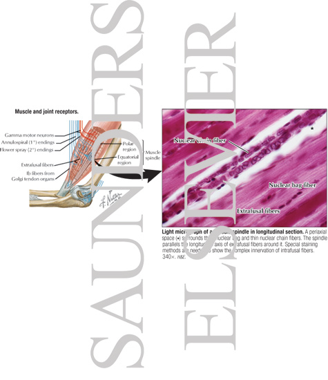 Watermarked preview of labeled image: Muscle and Joint Receptors With Light Micrograph of a Muscle Spindle In Longitudinal Section