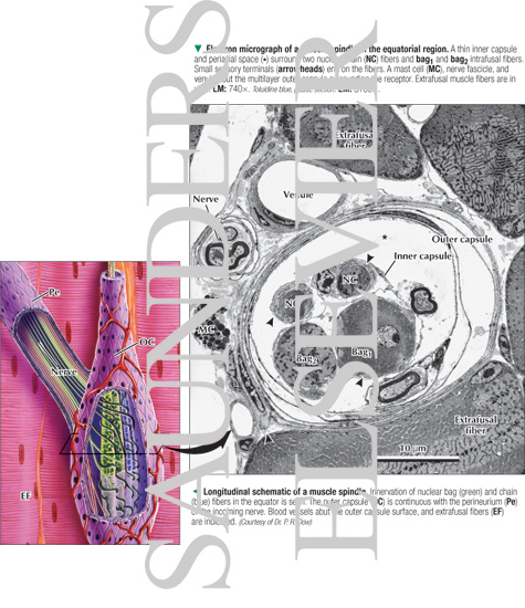 Electron Micrograph of a Muscle Spindle In the Equatorial Region With Longitudinal Schematic of a Muscle Spindle
