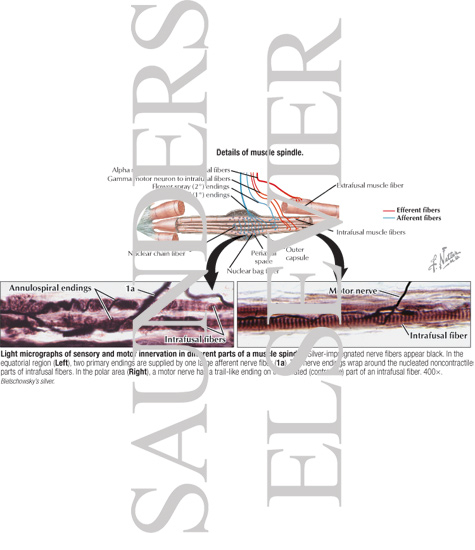 Details of Muscle Spindle With Light Micrographs of Sensory and Motor Innervation In Different Parts of a Muscle Spindle