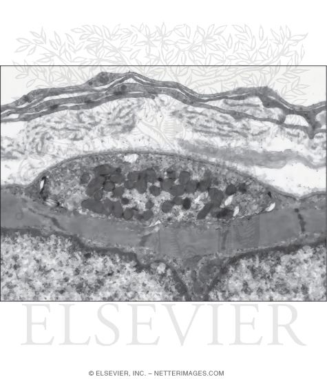 Watermarked preview of unlabeled image: Electron Micrograph of a Sensory Nerve Terminal On an Intrafusal Muscle Fiber