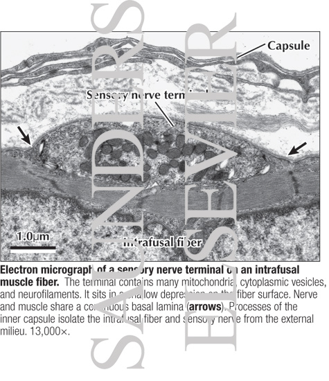 Watermarked preview of labeled image: Electron Micrograph of a Sensory Nerve Terminal On an Intrafusal Muscle Fiber