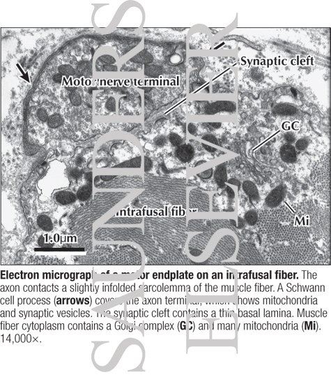 Watermarked preview of labeled image: Electron Micrograph of a Motor Endplate On an Intrafusal Fiber