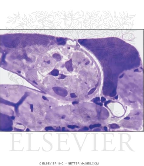 Light Micrograph of a Golgi Tendon Organ In Transverse Section