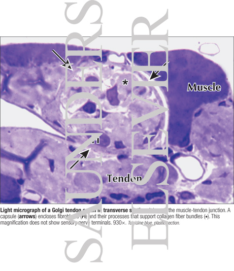 Light Micrograph of a Golgi Tendon Organ In Transverse Section