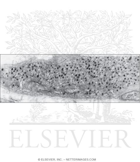 Watermarked preview of unlabeled image: Electron Micrograph of an Adrenergic Nerve Terminal at the Border Between Adventitia and Media