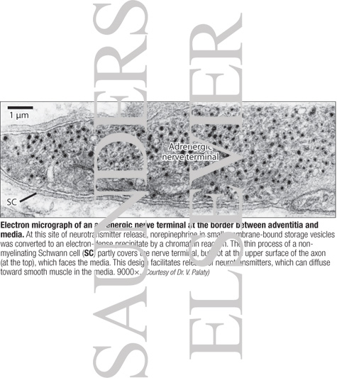 Watermarked preview of labeled image: Electron Micrograph of an Adrenergic Nerve Terminal at the Border Between Adventitia and Media