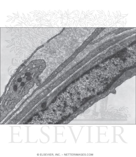 Watermarked preview of unlabeled image: Electron Micrograph Contrasting Endothelium of Lymphatic and Blood Capillaries