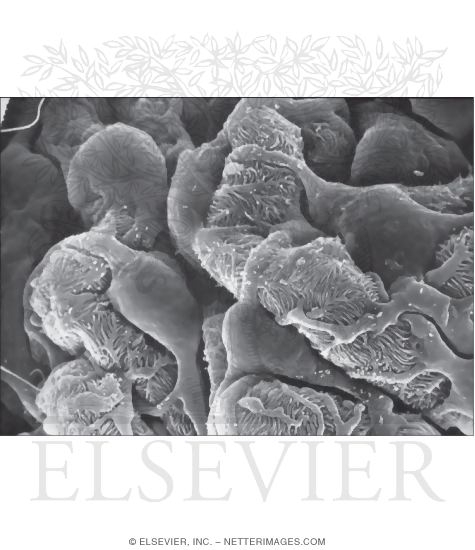 Low-magnification Scanning Electron Micrograph of Podocytes In a Renal Corpuscle