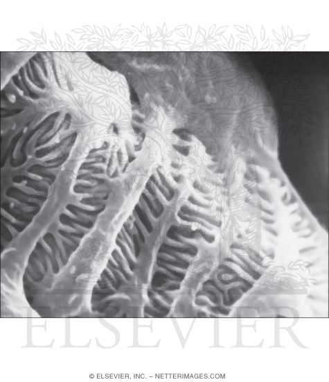 Watermarked preview of unlabeled image: Scanning Electron Micrograph of Podocytes at Higher Magnification