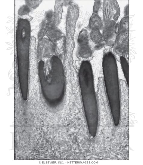 Electron Micrograph of Several Elongated Spermatids at the Lumen of a Seminiferous Tubule