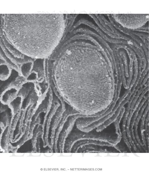 High-resolution Scanning Electron Micrograph Showing Interdigitations Between Photoreceptor Outer Segments and Apical Membranes of RPE Cells