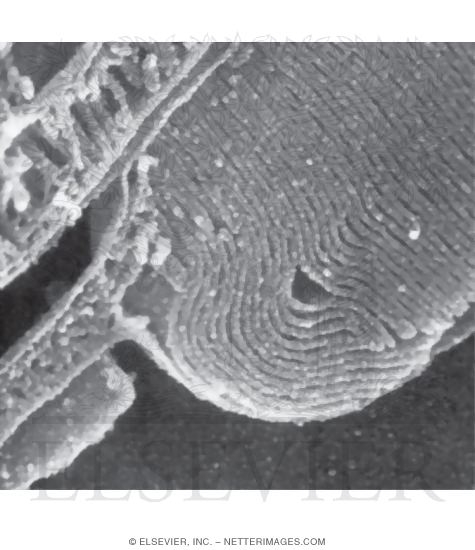 High-resolution Scanning Electron Micrograph of a Retinal Rod