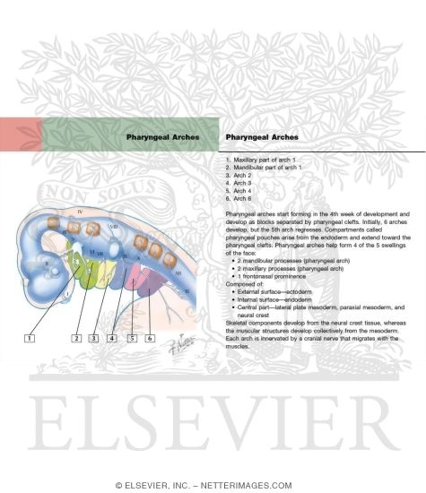 Watermarked preview of labeled image: Cranial Nerve Primordia