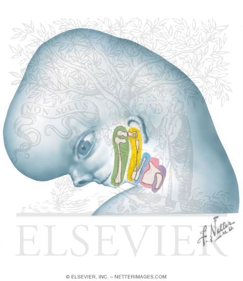 Watermarked preview of unlabeled image: Embryo at 7 to 8 Weeks: Cartilage Primordia