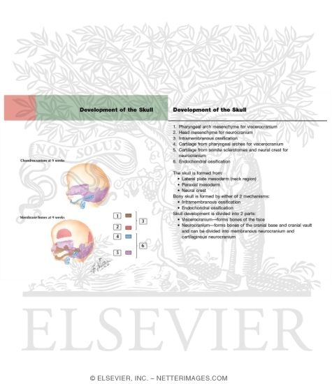 Watermarked preview of labeled image: Development of the Skull