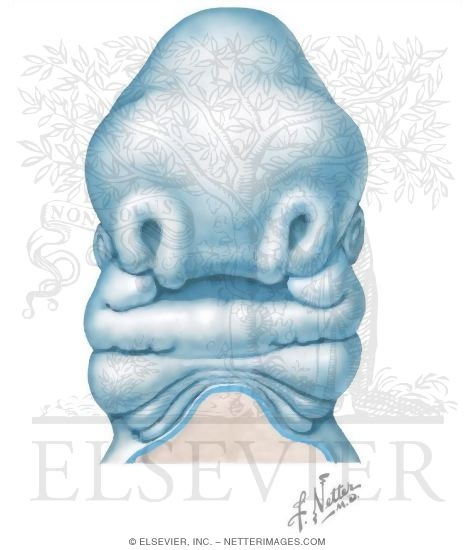 Watermarked preview of unlabeled image: Development of the Face