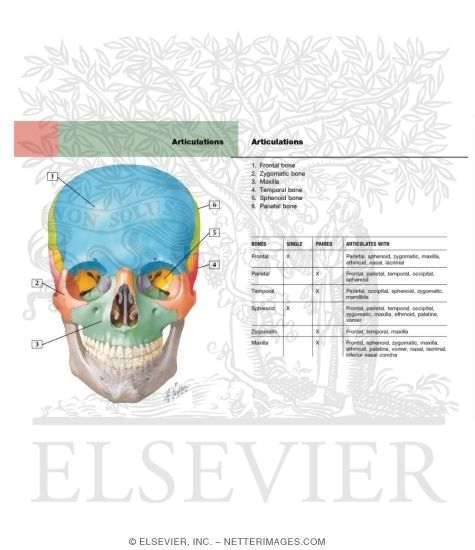 Skull: Anterior View
