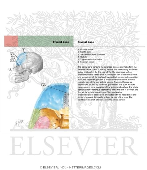 Watermarked preview of labeled image: Frontal Bone of the Skull