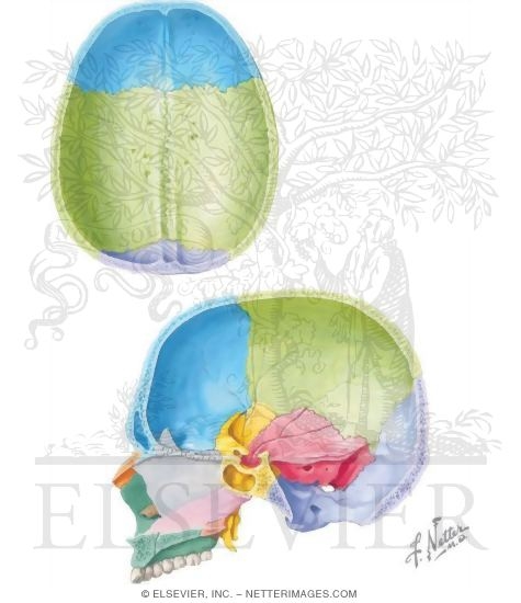Parietal Bone