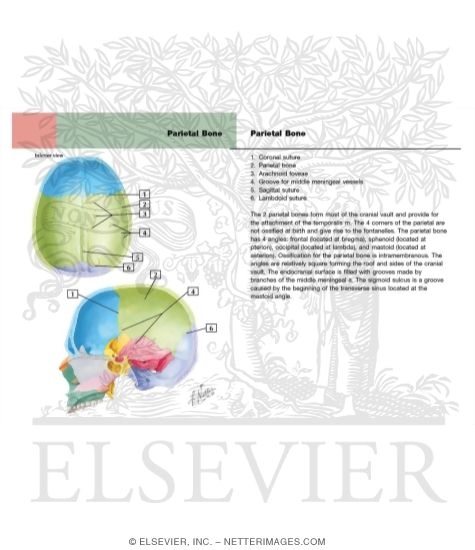 Watermarked preview of labeled image: Parietal Bone